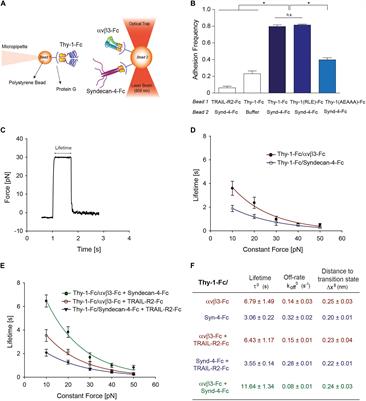 Application of Force to a Syndecan-4 Containing Complex With Thy-1–αVβ3 Integrin Accelerates Neurite Retraction